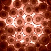 Blood